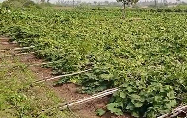 अतिशय परिश्रम घेवून जगताप यांनी यावर्षी बाग चांगली जोपासली होती. सकाळी साडेसात वाडण्याच्या दरम्यान जोरदार वाऱ्याने बागेच्या आत शिरकाव केला. बघता बघता एका झपाट्यात बाग खाली कोसळली.