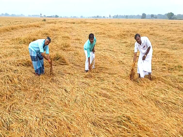 50 thousand acres of paddy crops were damaged in Mayiladuthurai district again TNN சாகுபடி செய்யப்பட்டபோது 50 ஆயிரம் ஏக்கர், இப்போது ஒரே 50 ஆயிரம் ஏக்கர்- மழையால் பாழான சம்பா பயிர்கள்!