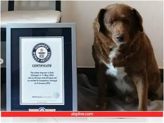 Video: 30 साल के कुत्ते ने बनाया इतिहास, गिनीज बुक ऑफ़ वर्ल्ड रिकॉर्ड्स दर्ज हुआ नाम