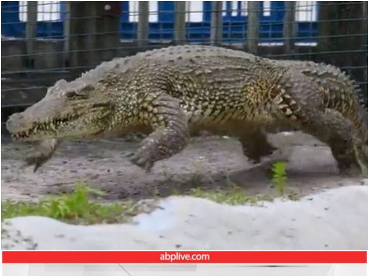 Giant crocodile seen galloping after man video goes viral Video: शख्स के पीछे तेज रफ्तार से दौड़ लगाते नजर आया मगरमच्छ, यूजर्स रह गए दंग