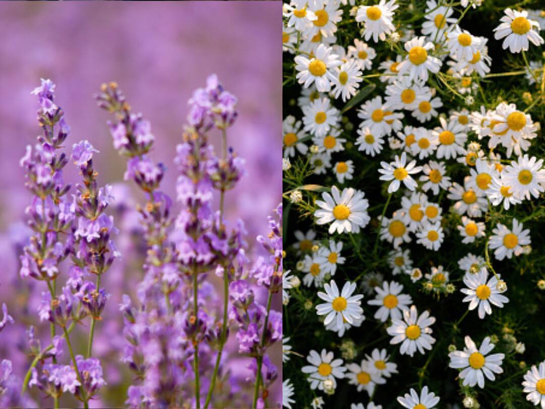 5 Herbs That Help To Induce Sleep