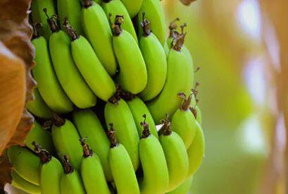 नंदुरबारमध्ये केळीच्या दरात वाढ