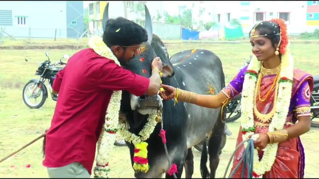 தருமபுரி அருகே ஜல்லிக்கட்டு காளைகளுக்கு மரியாதை செய்த திருமண ஜோடி