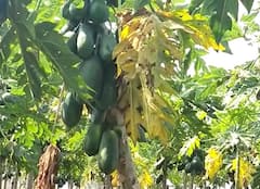 papaya : पपई उत्पादक अडचणीत, पिकावर विषाणूजन्य रोगांचा प्रादुर्भाव वाढला