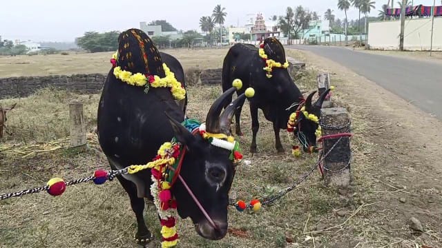 தருமபுரி அருகே ஜல்லிக்கட்டு காளைகளுக்கு மரியாதை செய்த திருமண ஜோடி