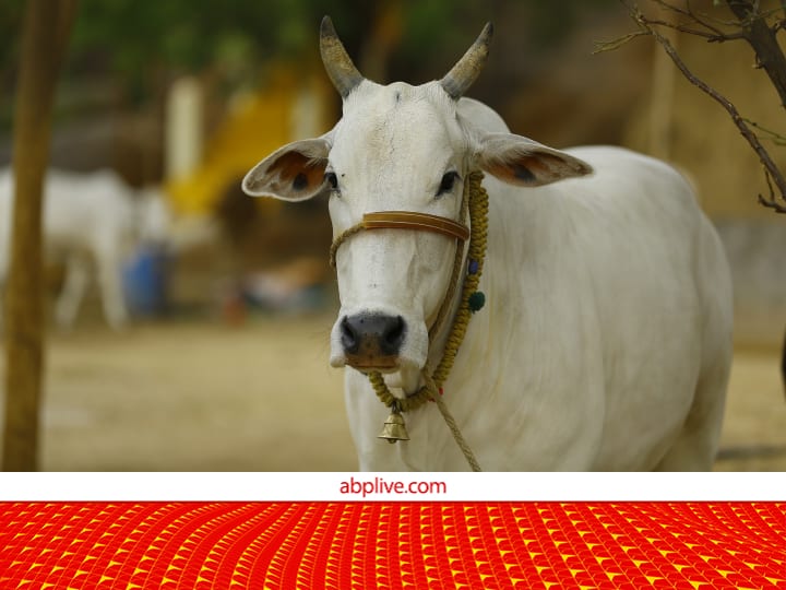 IISER Bhopal carries out genome sequencing of 4 breeds of indigenous cow to improve Animal Husbandry Sector Pashupalan: पहली बार देसी नस्ल की 4 गायों की हुई जीनोम सिक्वेंसिंग, पशुपालन सेक्टर को होंगे ये सभी फायदे