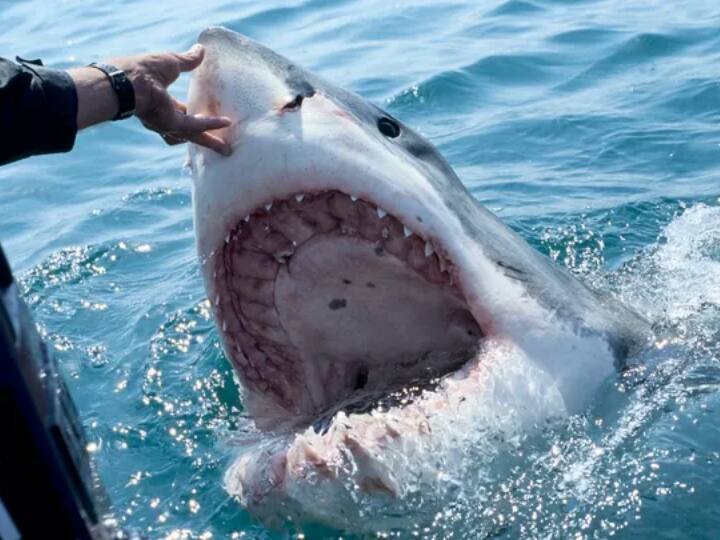 Australia 16 year old teen killed while swim by shark Australia 16 year Old Teen: ऑस्ट्रेलिया में डॉल्फिन के साथ तैरना पड़ा महंगा, 16 साल की लड़की पर शार्क ने किया हमला, हुई मौत