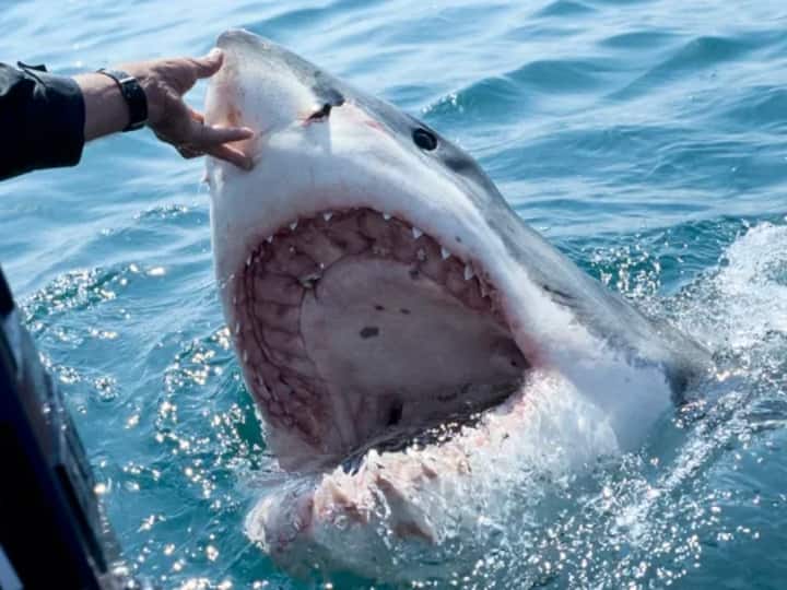 Australia 16 Year Old Teen Killed While Swimming By Shark