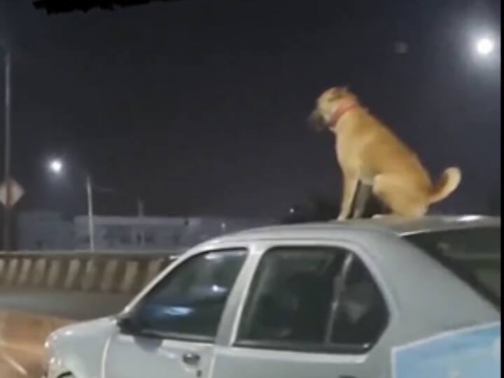 bengaluru Viral Video dog spotted sitting on the roof of moving car and travelling in road Watch: कार की छत पर बैठ सफर कर रहे डॉगी का वीडियो वायरल, ड्राइवर के खिलाफ कार्रवाई की मांग