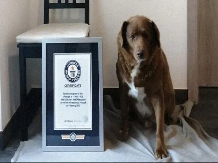 Bobi Breaks Almost Century-Old Record To Be Declared Oldest Dog Ever By Guinness World Record Bobi Breaks Almost Century-Old Record To Be Declared Oldest Dog Ever By Guinness World Record