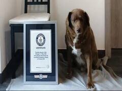 Bobi Breaks Almost Century-Old Record To Be Declared Oldest Dog Ever By Guinness World Record