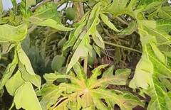 papaya : पपई उत्पादक अडचणीत, पिकावर विषाणूजन्य रोगांचा प्रादुर्भाव वाढला