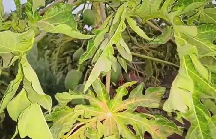 राज्यातील शेतकरी (Farmers) सध्या विविध संकटांचा सामना करत आहेत. कधी आस्मानी तर कधी सुलतानी संकट येत आहे.