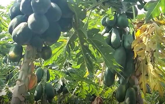 पपई उत्पादक अडचणीत, पिकावर विषाणूजन्य रोगांचा प्रादुर्भाव