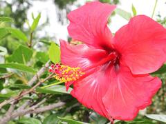 Hibiscus : இதயத்தை பாதுகாக்கும் ஆல்-இன்-ஆல் செம்பருத்தி... என்னவெல்லாம் நன்மை தருகிறது?