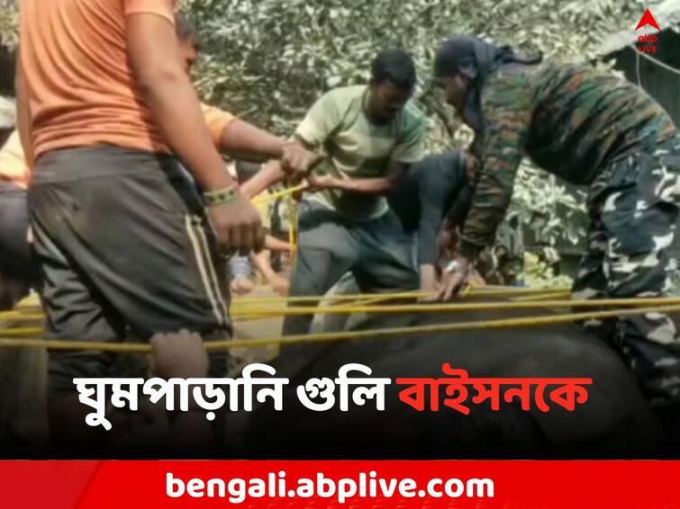 Alipurduar News Bison attacked in Mathura Bazar Alipurduar News: সাতসকালে লোকালয়ে তাণ্ডব, ঘুমপাড়ানি গুলি বাইসনকে