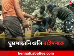 সাতসকালে লোকালয়ে তাণ্ডব, ঘুমপাড়ানি গুলি বাইসনকে