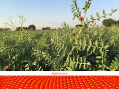 एक एकड़ खेती से 85,000 का मुनाफा.....इस जादू के पीछे छिपा है खेती का डबल इनकम मॉडल, आप भी जानें