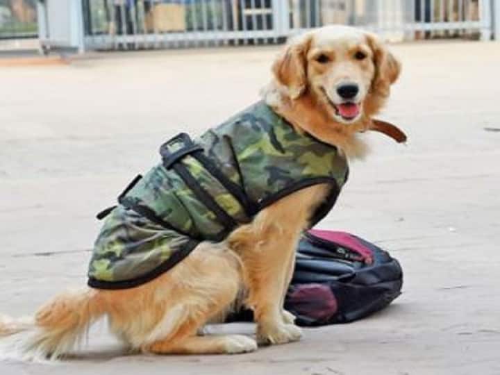 Know What happens to army dogs after retirement, Are they really shot abp Desam Special Army Dogs: ఆర్మీలో రిటైరైన శునకాలను చంపేస్తారా! ఇది ఎంతవరకు నిజం!