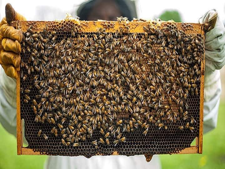 Beekeeper Scheme in Haryana Register to take advantage | Beekeeping: मधुमक्खी  पालन से कमाना चाहते हैं बढ़िया इनकम? किसान भाई फटाफट यहां करा लें पंजीकरण