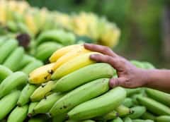 नंदुरबारमध्ये केळीच्या दरात वाढ