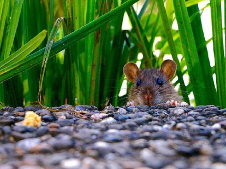 crops damage by Rats in Uttar Pradesh Rampur Agriculture news Crop Damage: हजारों हेक्टेयर में उगी फसल... कुतर रहे चुहे, बचाव के लिए कृषि विभाग का ये है खास प्लान