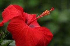 Hibiscus : இதயத்தை பாதுகாக்கும் ஆல்-இன்-ஆல் செம்பருத்தி... என்னவெல்லாம் நன்மை தருகிறது?