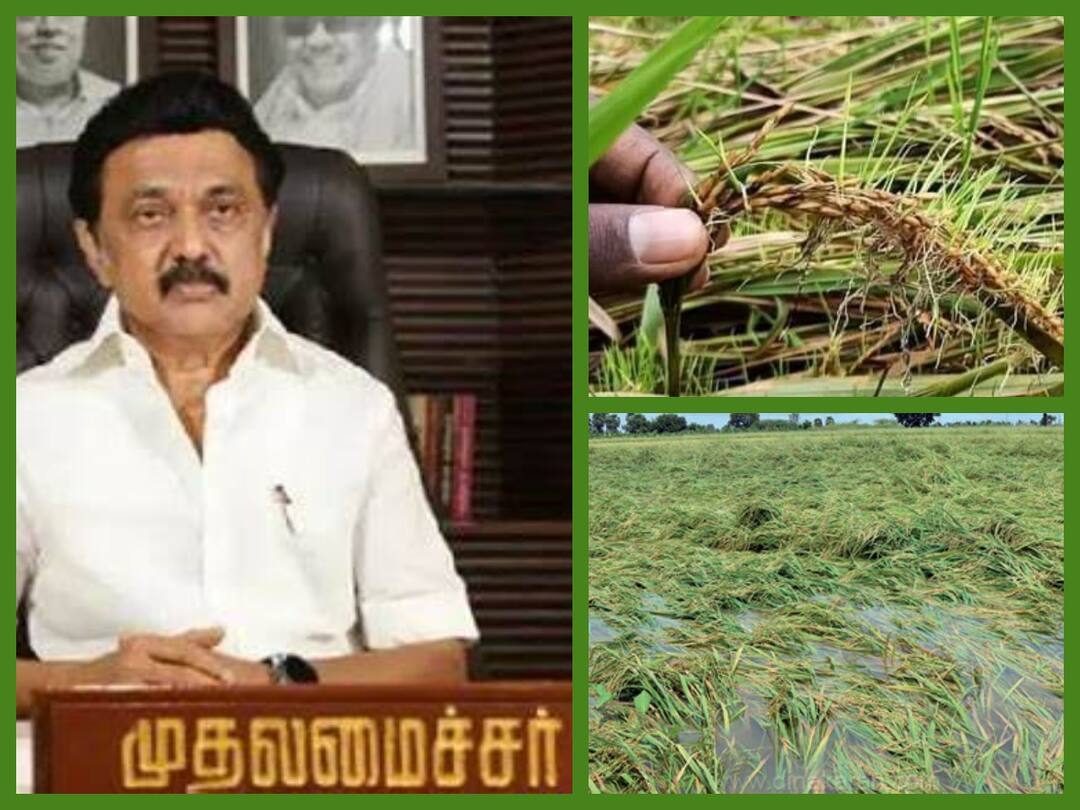 CM Stalin: மழையினால் டெல்டா மாவட்டங்களில் பயிர் சேதம்...ஆய்வு செய்ய அமைச்சர்கள் குழு அனுப்பிய முதலமைச்சர் ஸடாலின் Delta districts Crop damage in due to rains A group of ministers will be sent for inspection Chief Minister Stalin CM Stalin: மழையினால் டெல்டா மாவட்டங்களில் பயிர் சேதம்...ஆய்வு செய்ய அமைச்சர்கள் குழு அனுப்பிய முதலமைச்சர் ஸடாலின்