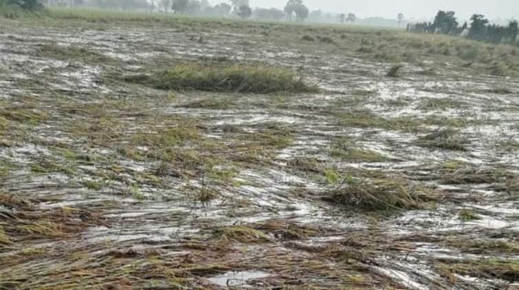 Paddy crops ready for harvest in Pudukottai district were damaged by waterlogging TNN புதுக்கோட்டை: அறுவடைக்கு தயாராக இருந்த நெற்பயிர்கள் நீரில் மூழ்கி சேதம் - விவசாயிகள் சோகம்