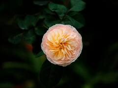 एक गुलाब ऐसा भी, जो खिलने में लेता है 15 साल का समय... कीमत तो 100 करोड़ से भी ज्यादा