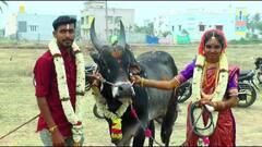 தருமபுரி அருகே ஜல்லிக்கட்டு காளைகளுக்கு மரியாதை செய்த திருமண ஜோடி