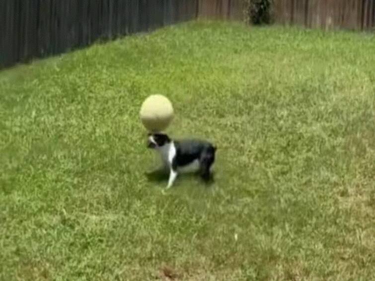 This Dog's Ball-Balancing Skills Impresses The Internet Watch Viral Video This Dog's Ball-Balancing Skills Impresses The Internet — Watch Viral Video