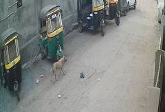 Surat: સુરતના વેડ રોડ પર કુતરાએ બાળકીના હાથ-પગ પર બચકાં ભરતા હોસ્પિટલ ખસેડાઈ