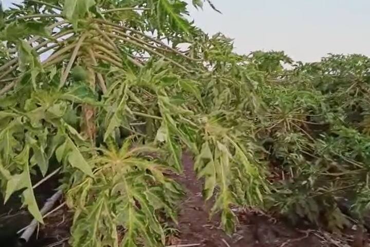 पपईला (papaya) सध्या बाजारपेठेत चांगला दर मिळत आहे. मात्र, पपईच्या पिकावर विषाणूजन्य रोगांचा प्रादुर्भाव झाल्यानं नंदूरबार (Nandurbar) जिल्ह्यातील शेतकरी अडचणीत सापडले आहेत.