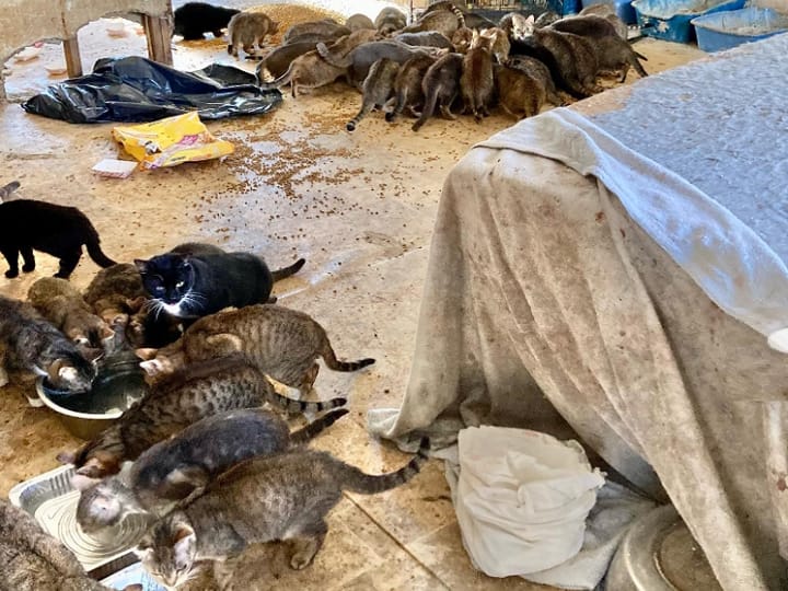 150 Cats Rescued In USA A couple found dead in house new york, SPCA Westchester animal rescue मकान में 150 भूखी बिल्लियों के बीच मिलीं पति-पत्नी की लाशें, तस्वीरें सामने आईं तो कांप गए लोग! अमेरिका में ये क्या हुआ?