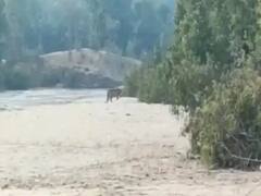 तेंदुए के बाद अब इस इलाके में बाघ की दस्तक, नदी किनारे युवक को बनाया अपना शिकार, दूसरे ने भागकर बचाई जान