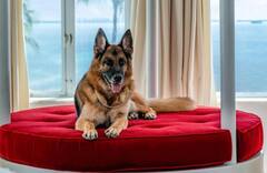 World's Richest Dog : 'हा' कुत्रा कोट्यवधींचा मालक; राहायला बंगला आणि नोकर-चाकर, हायप्रोफाईल आहे लाईफस्टाईल