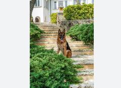 World's Richest Dog : 'हा' कुत्रा कोट्यवधींचा मालक; राहायला बंगला आणि नोकर-चाकर, हायप्रोफाईल आहे लाईफस्टाईल