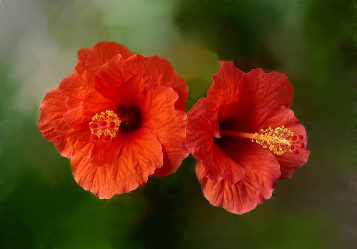 செம்பருத்தியில் ஆண்டி ஆக்ஸிடண்ட் குணநலன் அதிகம் உள்ளது. அதில் உள்ள ஃபிளாவனாய்டுகள், பினோலிக் கலவைகள், பீட்டா கரோட்டின் மற்றும் வைட்டமின் சி போன்றவை உடலின் ஆக்ஸிஜனேற்றத்தைக் கட்டுப்படுத்துகிறது.