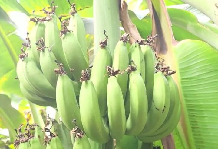 सध्या केळीच्या दरात चांगली वाढ (Banana Price) होत आहे. त्यामुळं केळी उत्पादक शेतकऱ्यांना (Banana Farmers) दिलासा मिळाला आहे.
