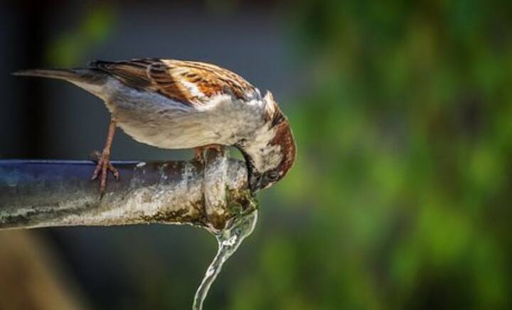 Dehydration and Water: জলশূন্যতা দূর করতে গ্যালন গ্য়ালন জল পন করলেই হবে না। বরং এ ক্ষেত্রে জলের চেয়েও উপকারী কিছু খাবার। কোনগুলি, জেনে নিন।