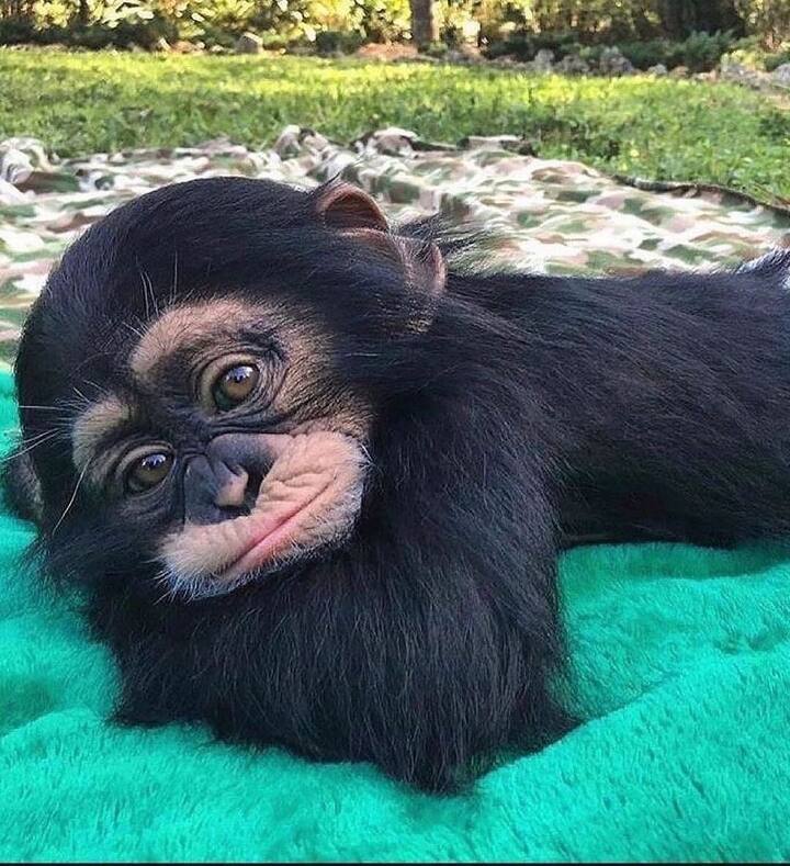 குரங்குகள் பெரும்பாலும் ஈரப்பதம் மிக்க பகுதிகளில்தான் வாழுமாம்