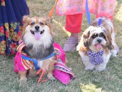 Kota Mahotsav: स्कार्फ बांधकर, टाई और तिलक लगाकर आए 241 डॉग्स, देखें गजब करतब की तस्वीरें