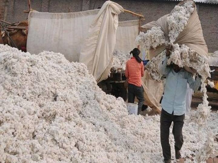 Cotton News: शेतकऱ्यांसाठी पांढरं सोनं म्हणून ओळखल्या जाणाऱ्या कापसाने यावेळी शेतकऱ्यांचा अपेक्षाभंग केला आहे.