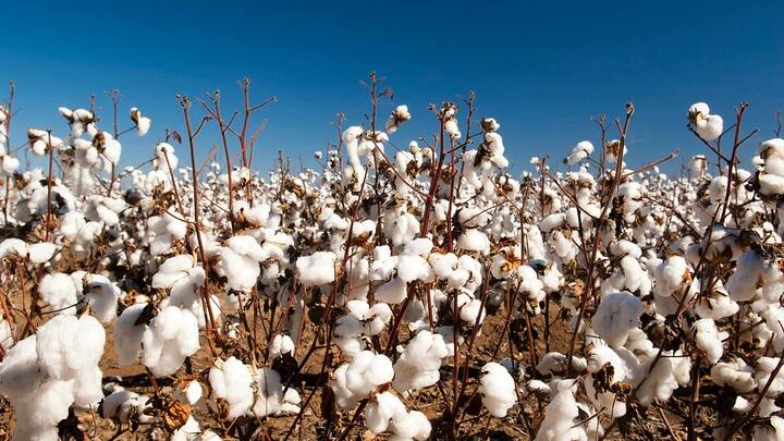 त्यामुळे यावर्षीही देखील कापसाला चांगला दर मिळेल, अशी अपेक्षा शेतकऱ्यांना होती.