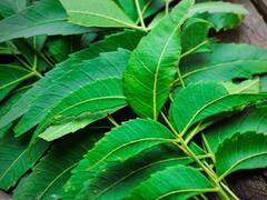 Neem Leaves: পক্স থেকে বাঁচতে অবশ্যই ঘরে রাখুন নিমপাতা, রয়েছে আরও অনেক গুণ