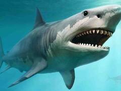 Shocking Video Shark : டால்ஃபின்களை பார்த்து உற்சாகம்.. ஆற்றில் குதித்த 16 வயது சிறுமியை கடித்து குதறிய சுறா மீன்...