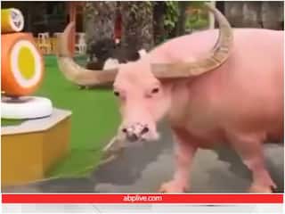 Video: भारी भरकम शरीर के साथ नजर आया रेड बुल, वीडियो देख यूजर्स हुए हैरान