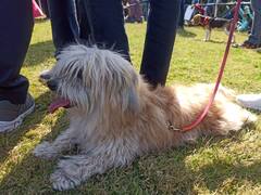 Kota Mahotsav: स्कार्फ बांधकर, टाई और तिलक लगाकर आए 241 डॉग्स, देखें गजब करतब की तस्वीरें