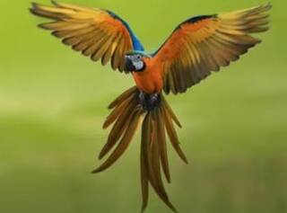 Viral Video: ਤੋਤੇ ਨੇ ਮਾਲਕ ਨੂੰ ਕਰਵਾ ਦਿੱਤੀ ਜੇਲ੍ਹ, ਵਿਅਕਤੀ ਨੂੰ ਪਤਾ ਹੀ ਨਹੀਂ, ਲਗ ਗਿਆ 75 ਲੱਖ ਦਾ ਜੁਰਮਾਨਾ!